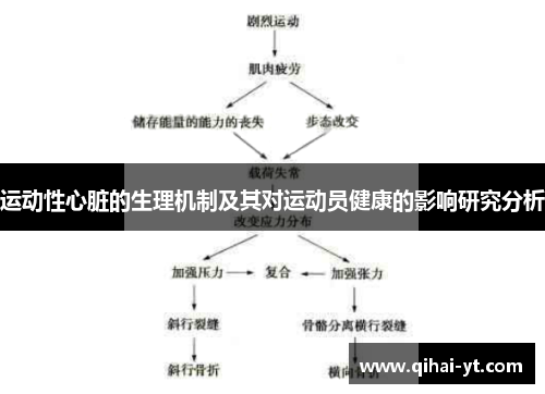 运动性心脏的生理机制及其对运动员健康的影响研究分析